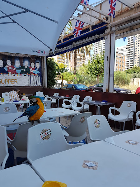 The Golden Last - Bar in Benidorm